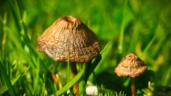 Mushroom and Green Grass on the Meadow Close Up