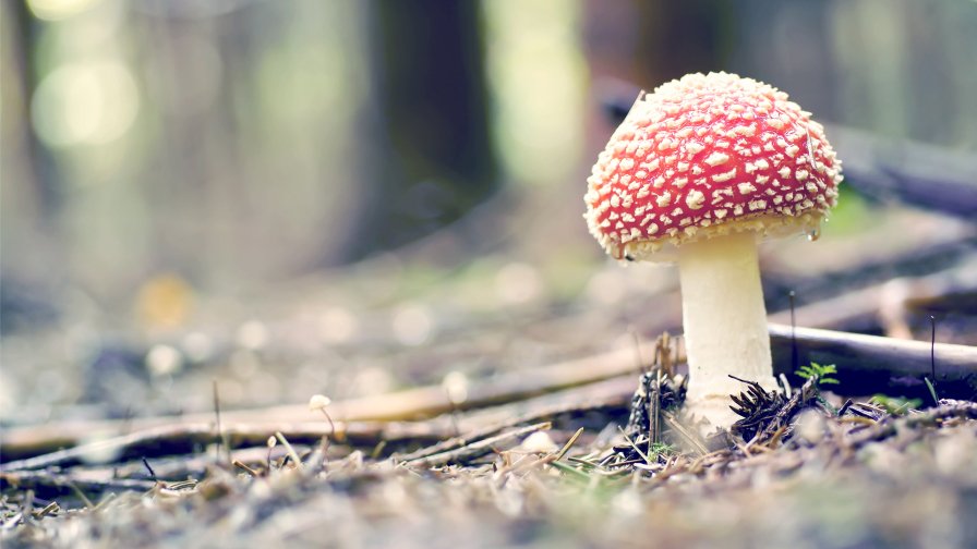 Mushroom in the Forest