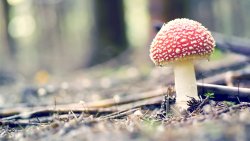 Mushroom in the Forest