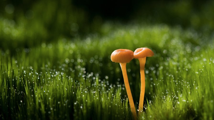 Mushrooms and Grass Water Drops