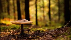 Mushrooms in the Forest