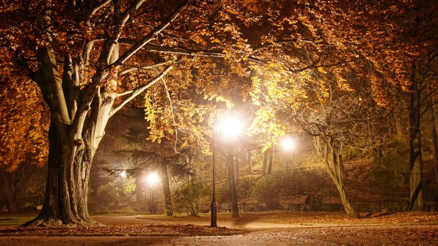 Night Autumn Park with Lights