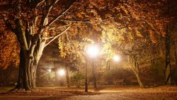 Night Autumn Park with Lights