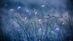 Night Flowers and Grass