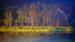 Night Forest and Lake