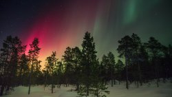 Night in Pine Forest and Aurora