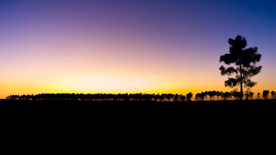 Nightlight Forest