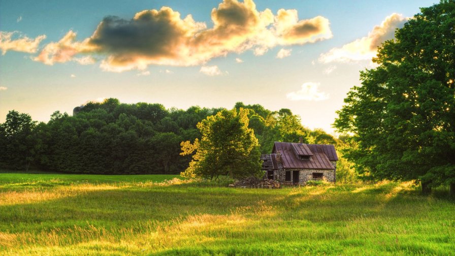 Old Abandoned Single House in Green Forest