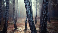 Old Beautiful Birch Forest and Sunrise