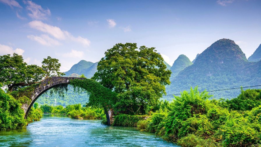 Old Bridge in Green Forest