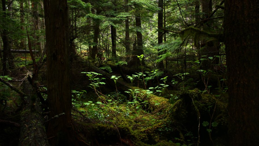 Old Dense Forest and Rain