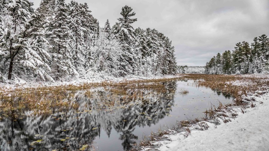 Old River in the Winter Forest