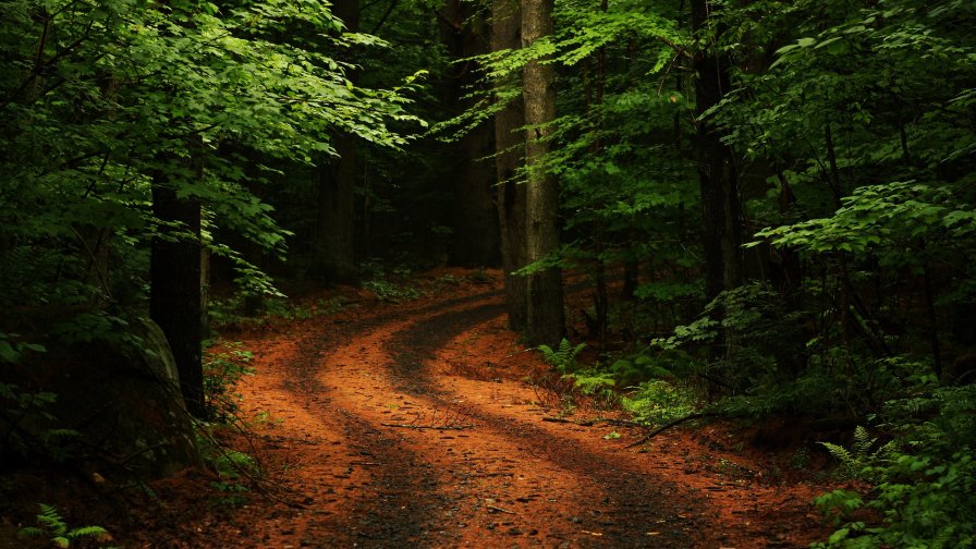 Old Road in Beautiful Green Forest