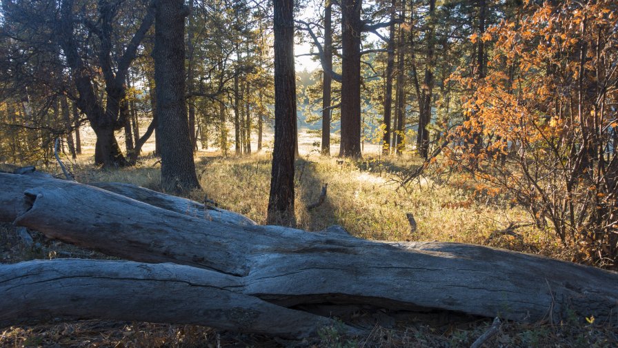 Old Summer Forest and Old Tree on Meadow