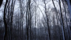 Old Winter Forest