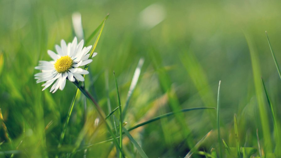 One Chamomile in the Field and Green Grass