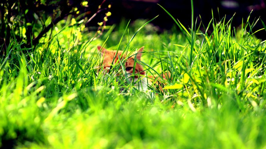 Orange Cat in Green Grass