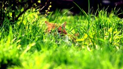 Orange Cat in Green Grass