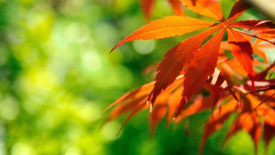 Orange Fall Leaves Against