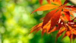 Orange Fall Leaves Against