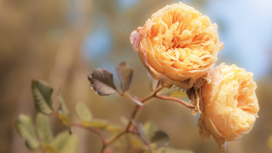 Orange Flowers