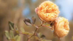 Orange Flowers