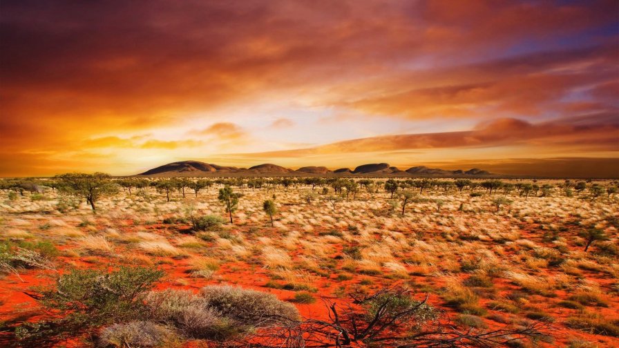 Orange Sky in Desert and Grass