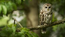 Owl on the Tree