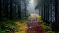 Path Through Old Foggy Forest