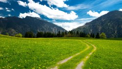 Path and Beautiful Green Field with Mountain Forest