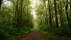 Path in the Forest