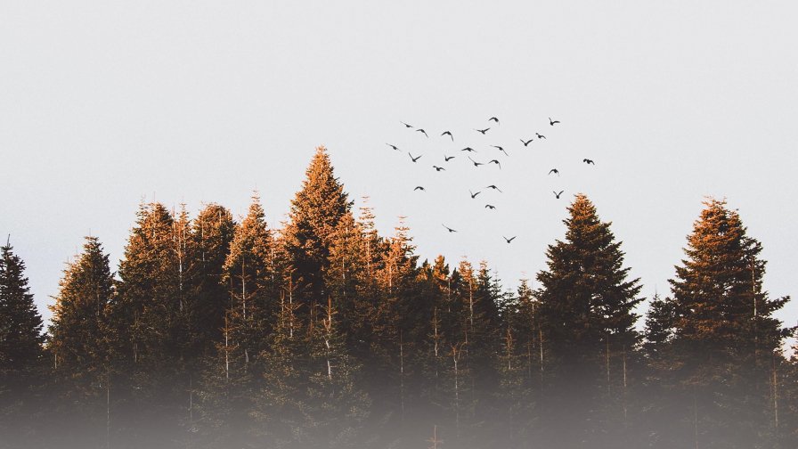 Pine Forest and Birds in the Sky