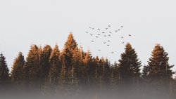 Pine Forest and Birds in the Sky