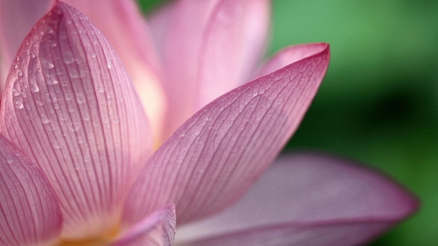 Pink Flower Macro