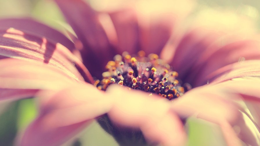 Pink Flower Macro