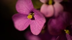 Pink Flowers Macro