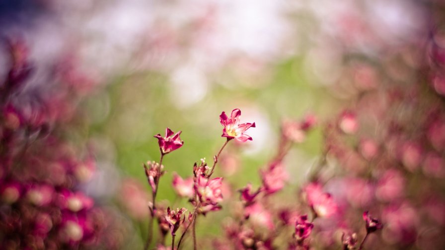 Pink Flowers on Meadow