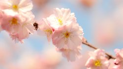 Pink Flowers on the Tree