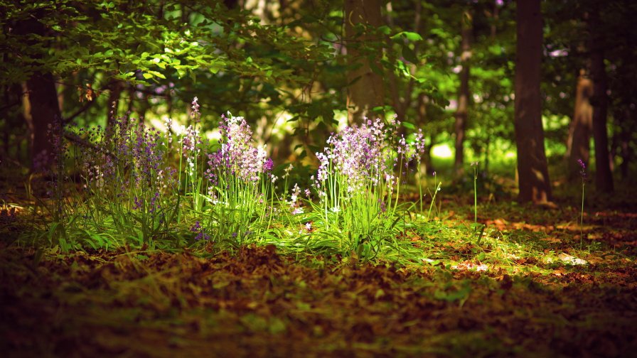 Pink Forest Flowers on the Glade