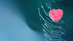 Pink Heart with Water Drops in Spider Web