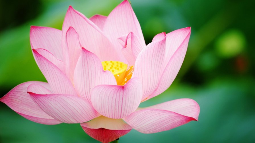 Pink Lotus Close Up