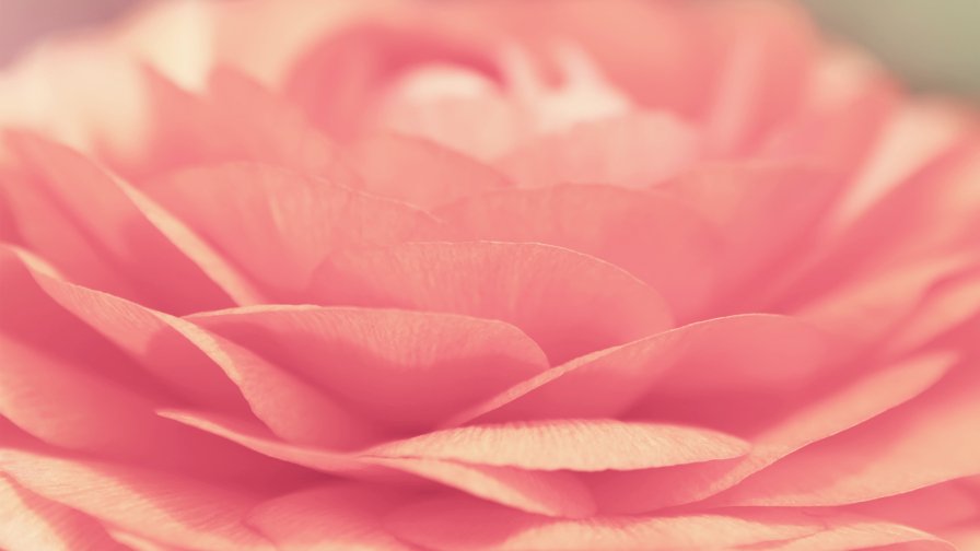 Pink Rose