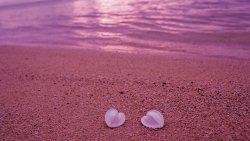 Pink Sea and Two Shells on the Beach