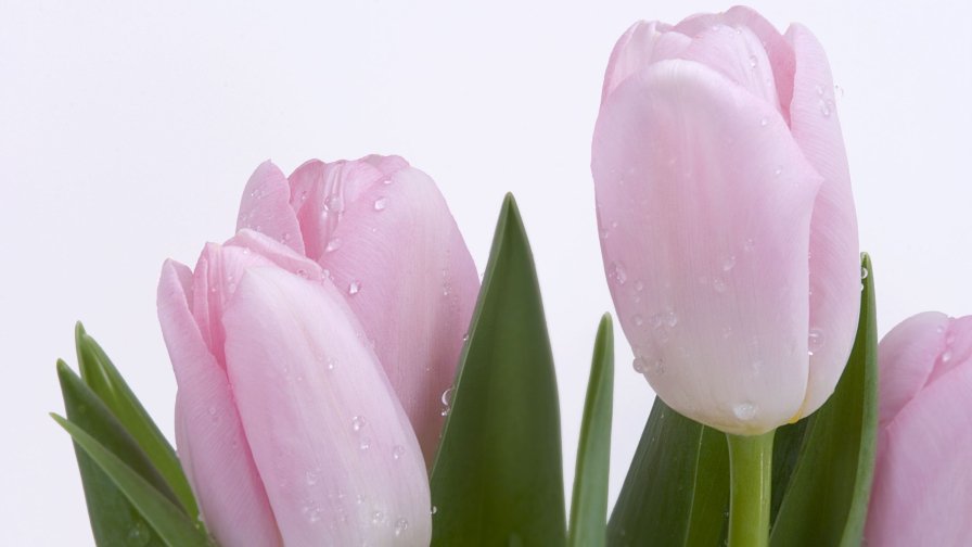 Pink Tulips