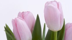 Pink Tulips