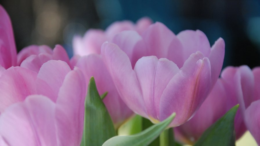 Pink Tulips Spring Flowers