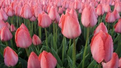 Pink Tulips and Water Drops