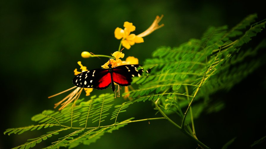 Pretty Red Butterfly on the Green Leaf