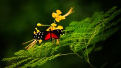 Pretty Red Butterfly on the Green Leaf