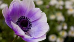 Purple Flower Macro on the Field